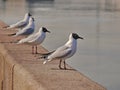 A group of gulls sitting on the parapet and looking on the river