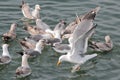 Gulls in Feeding Frenzy 01