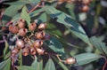 Group of gum nuts on Eucalyptus tree Royalty Free Stock Photo