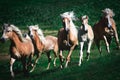 Group of haflinger horses run in the meadow Royalty Free Stock Photo