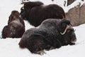 A group of hairy musk oxen lies in the snow Royalty Free Stock Photo