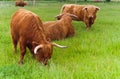 Group of hairy orange of highland cows with horns