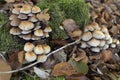 A group of Hallimasch mushrooms on tree stump on forest floor