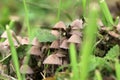 A group of hallucinogenic mushrooms