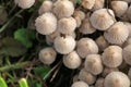 A group of hallucinogenic mushrooms