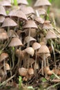 A group of hallucinogenic mushrooms