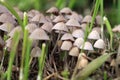 A group of hallucinogenic mushrooms