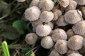 A group of hallucinogenic mushrooms