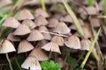 A group of hallucinogenic mushrooms