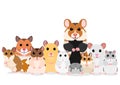 Group of hamster breeds Royalty Free Stock Photo