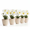 Stunning High-key Lighting: Five Tan Pots Overflowing With White Daisies Royalty Free Stock Photo