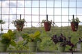 A group of hanging flower pots arranged parallel and one on top of another