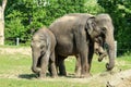 The group of happy adult and baby elephants Royalty Free Stock Photo