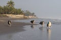 Group of happy border collie dogs running on the shore