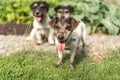 Group of happy dirty small Jack Russell Terrier dogs after walk Royalty Free Stock Photo