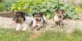 Group of happy dirty small Jack Russell Terrier dogs after walk Royalty Free Stock Photo