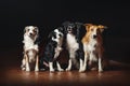Group of happy dogs border collies Royalty Free Stock Photo