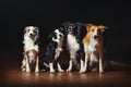 Group of happy dogs border collies