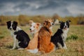 Group of happy dogs border collies on the grass in summer Royalty Free Stock Photo