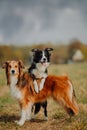 Group of happy dogs border collies on the grass in summer