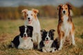 Group of happy dogs border collies on the grass in summer