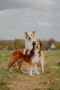 Group of happy dogs border collies on the grass in summer Royalty Free Stock Photo