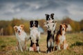 Group of happy dogs border collies on the grass in summer Royalty Free Stock Photo