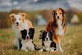 Group of happy dogs border collies on the grass in summer Royalty Free Stock Photo