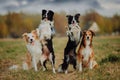 Group of happy dogs border collies on the grass in summer