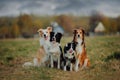 Group of happy dogs border collies on the grass in summer Royalty Free Stock Photo