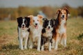 Group of happy dogs border collies on the grass in summer Royalty Free Stock Photo