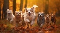 Racing dogs on forest background. Royalty Free Stock Photo