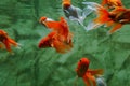 Group of happy looking gold fish and red cap fish in aquarium