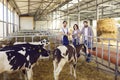 Group of happy farm workers standing in barn on livestock farm with healthy calves in foreground Royalty Free Stock Photo