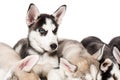 Group of happy siberian husky puppies on white Royalty Free Stock Photo