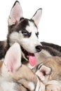Group of happy siberian husky puppies on white Royalty Free Stock Photo
