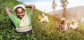 A Group Of Happy Tea Pickers Harvesting Concept