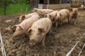 Herd of pigs at pig breeding farm