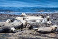 A group of harbor seals