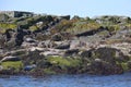 Harbour Seals Resting On A Rocky Cliffside Royalty Free Stock Photo