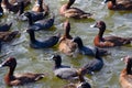 The group of Hardhead or White-eyed duck and coot birds swimming in the pond at Centennial Park, Sydney, Australia. Royalty Free Stock Photo