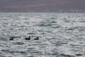 Group of Harlequin ducks Histrionicus histrionicus swimming in sea on the blurred autumn colored coast background. Flock of wild