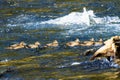 Group of Harlequin Ducks Yellowstone Royalty Free Stock Photo