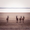 Hartebeests near the salt pan in Etosha National Park, Namibia Royalty Free Stock Photo