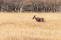 group of Hartebeests in the savanna of Moremi game reserve in Africa in Botswana Royalty Free Stock Photo