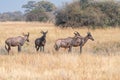 group of Hartebeests in the savanna of Moremi game reserve in Africa in Botswana Royalty Free Stock Photo