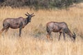 group of Hartebeests in the savanna of Moremi game reserve in Africa in Botswana Royalty Free Stock Photo