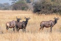 group of Hartebeests in the savanna of Moremi game reserve in Africa in Botswana Royalty Free Stock Photo