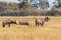 group of Hartebeests in the savanna of Moremi game reserve in Africa in Botswana Royalty Free Stock Photo