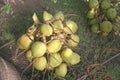 Group of Harvested Coconuts